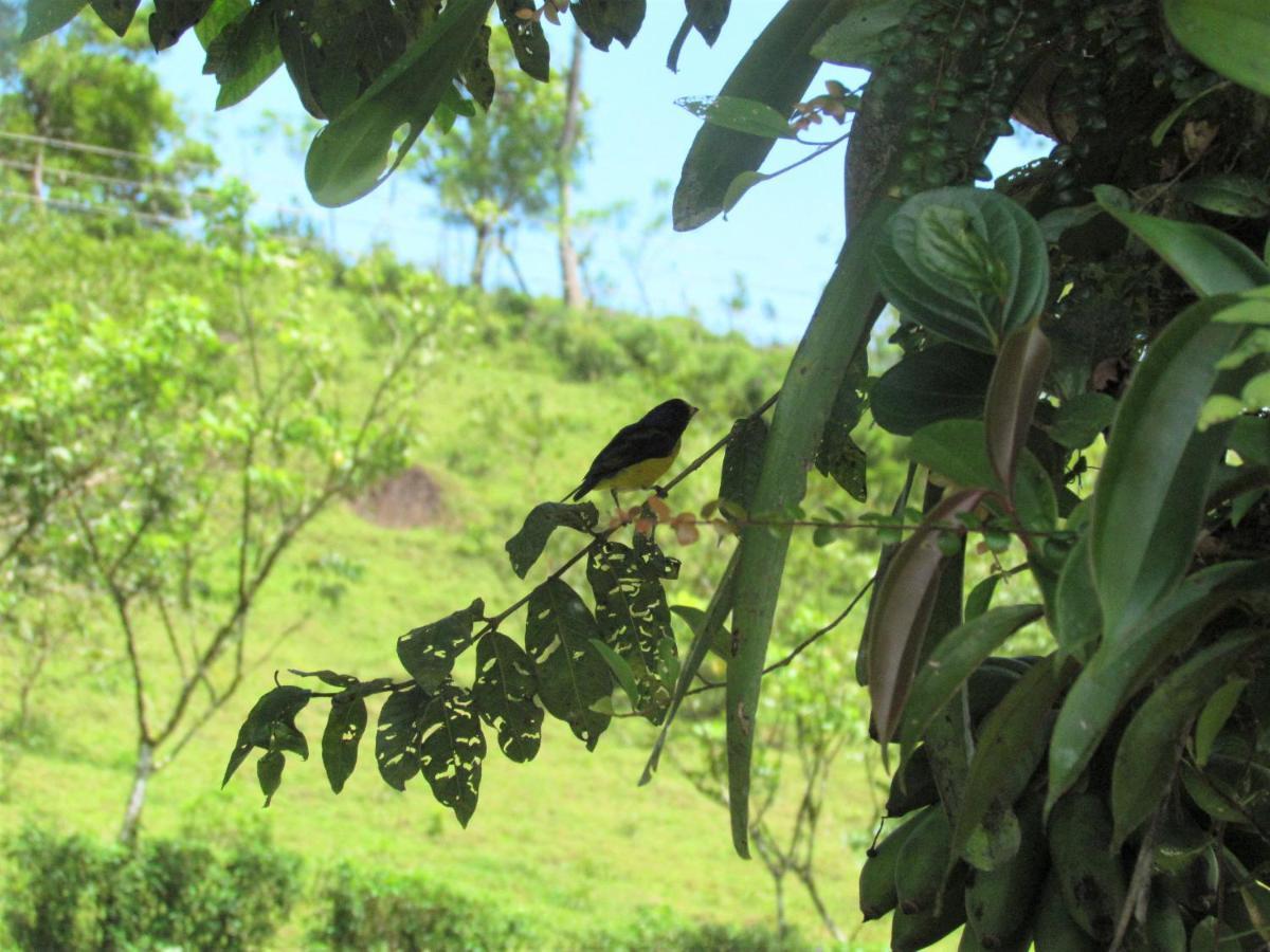 Posada Rio Celeste La Amistad Bed & Breakfast Exterior photo