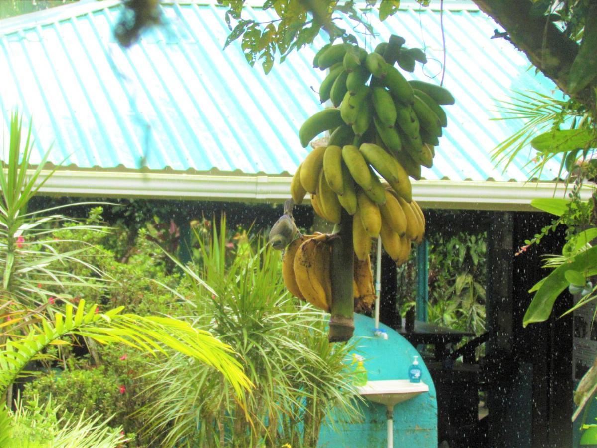 Posada Rio Celeste La Amistad Bed & Breakfast Exterior photo