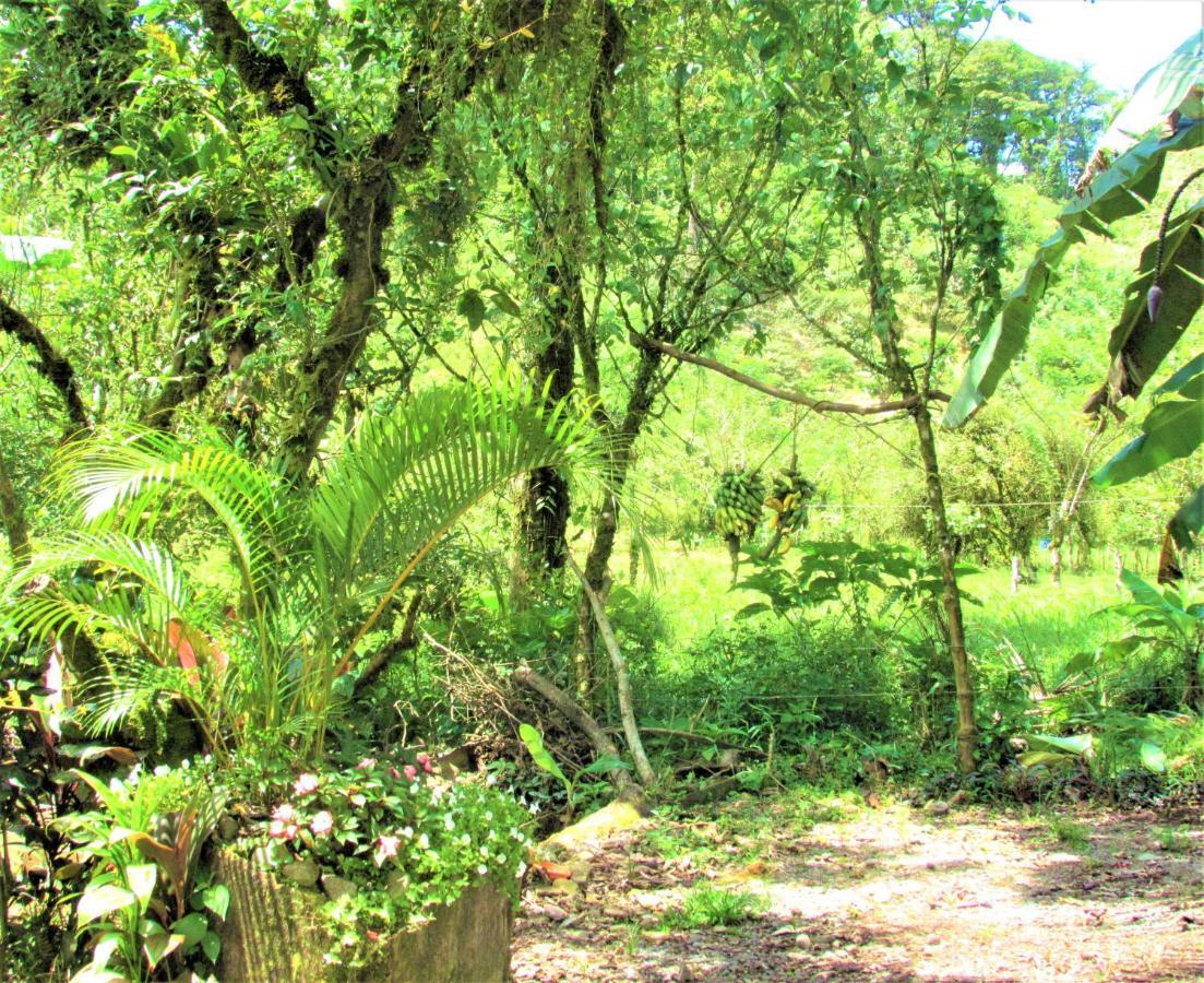 Posada Rio Celeste La Amistad Bed & Breakfast Exterior photo